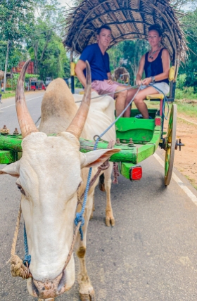 Cow 'n Cart ride